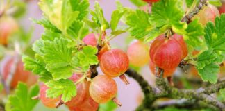 Çaji i Rrushit të Serezit – 7 Përfitimet Shëndetësore që Duhet të Dini