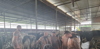 Sektor konkurrues i qumështit, FAO trajnon veterinerët e rinj në 3 rajone