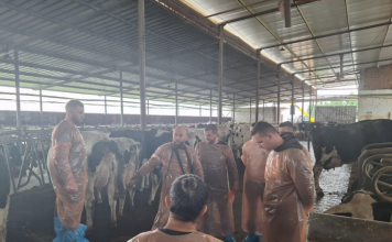 Sektor konkurrues i qumështit, FAO trajnon veterinerët e rinj në 3 rajone