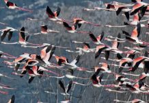 Flamingot mbi lagunën e Kune-Vainit