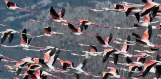 Flamingot mbi lagunën e Kune-Vainit