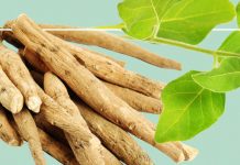 Çfarë Është Ashuaganda – Cilat Janë Përfitimet Shëndetësore