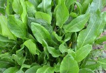 Nena e Gjelbër e Shqipërisë, Barishtja e Egër Plot Shëndet