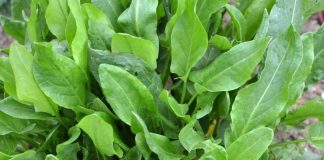 Nena e Gjelbër e Shqipërisë, Barishtja e Egër Plot Shëndet