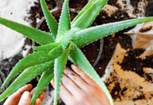 Si të Kujdeseni për Bimën e Aloe Verës në Shtëpi