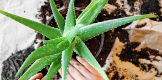 Si të Kujdeseni për Bimën e Aloe Verës në Shtëpi