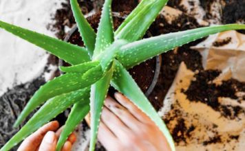 Si të Kujdeseni për Bimën e Aloe Verës në Shtëpi