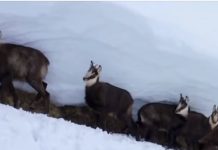 Pamje të veçanta të dhive në Alpet shqiptare