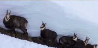 Pamje të veçanta të dhive në Alpet shqiptare