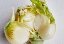 Të Vërtetat e Hudhrave të Mbira – A Duhet t’i Konsumoni