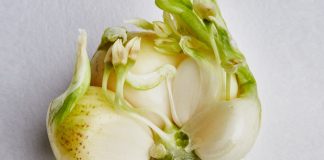 Të Vërtetat e Hudhrave të Mbira – A Duhet t’i Konsumoni