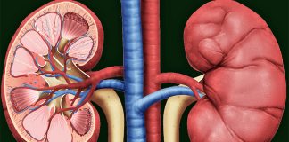 8 Ushqimet që Dëmtojnë Veshkat dhe që Duhet t’i Shmangni