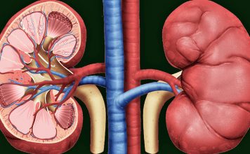 8 Ushqimet që Dëmtojnë Veshkat dhe që Duhet t’i Shmangni