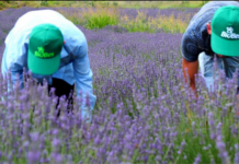 Biznesi shqiptar i bimëve mjekësore në panairin “BIOFACH 2024”