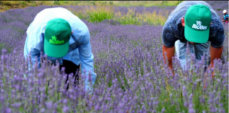 Biznesi shqiptar i bimëve mjekësore në panairin “BIOFACH 2024”