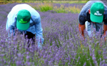 Biznesi shqiptar i bimëve mjekësore në panairin “BIOFACH 2024”