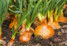 Perimet Që Mund T’i Mbillni Në Dimër