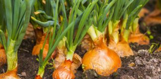 Perimet Që Mund T’i Mbillni Në Dimër