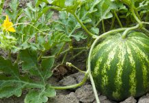 Bimët që Mund të Mbillni në Shtëpi në Muajin Shkurt