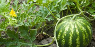 Bimët që Mund të Mbillni në Shtëpi në Muajin Shkurt