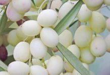 Ullinjtë e Bardhë, Simbol i Paqes dhe Shëndetit të Mirë