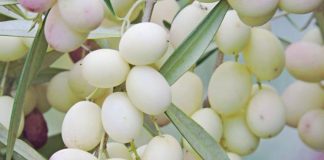 Ullinjtë e Bardhë, Simbol i Paqes dhe Shëndetit të Mirë