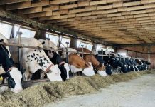 Mbështetje 10 mijë lekë për krerë nga Skema Kombëtare 2024