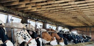 Mbështetje 10 mijë lekë për krerë nga Skema Kombëtare 2024