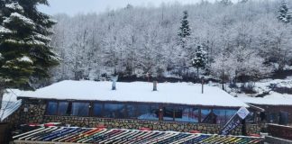 Dardha, e zbardhur nga dëbora