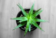 Mënyra më e Lehtë për Mbjelljen e Aloe Vera