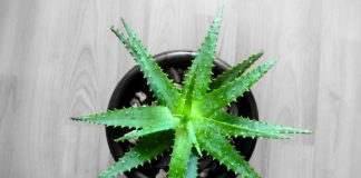 Mënyra më e Lehtë për Mbjelljen e Aloe Vera