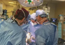 Transplantohet për herë të parë një veshkë derri në trupin e një njeriu