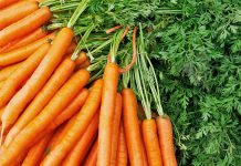 Sekretet e Panjohura të Karrotës