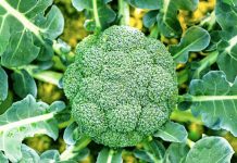 Si të Mbillni Brokoli Vetë në Shtëpi – Ndiqni Hapat e Thjeshtë