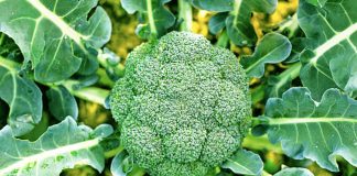 Si të Mbillni Brokoli Vetë në Shtëpi – Ndiqni Hapat e Thjeshtë