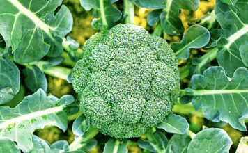 Si të Mbillni Brokoli Vetë në Shtëpi – Ndiqni Hapat e Thjeshtë