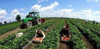 Më 27 mars çelen aplikimet për financim nga Skema Kombëtare e Mbështetjes në Bujqësi