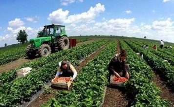 Më 27 mars çelen aplikimet për financim nga Skema Kombëtare e Mbështetjes në Bujqësi