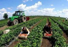 8 masa mbështetëse me vlerë 3.4 miliardë lekë; Hapen aplikimet për Skemën Kombëtare në Bujqësi