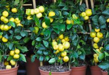 Çfarë Janë Limonët e Ëmbël? Si t’i Përdorni