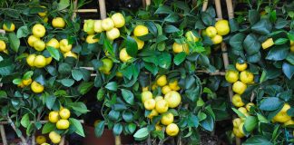 Çfarë Janë Limonët e Ëmbël? Si t’i Përdorni