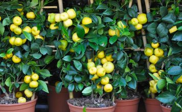 Çfarë Janë Limonët e Ëmbël? Si t’i Përdorni