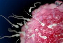 Teknika e testuar te minjtë, një hap përpara në trajtimin e infertilitetit