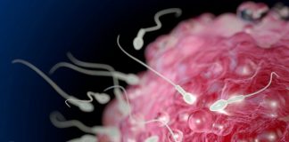 Teknika e testuar te minjtë, një hap përpara në trajtimin e infertilitetit