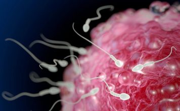 Teknika e testuar te minjtë, një hap përpara në trajtimin e infertilitetit