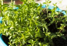 Si ta rrisni trumzën në kushtet e shtëpisë