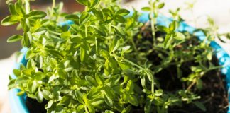 Si ta rrisni trumzën në kushtet e shtëpisë