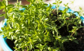 Si ta rrisni trumzën në kushtet e shtëpisë