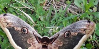 Flutura e rrallë Saturnia pyri fotografohet në Parkun Kombëtar të Dajtit