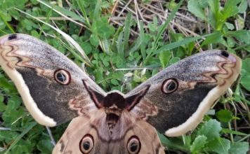 Flutura e rrallë Saturnia pyri fotografohet në Parkun Kombëtar të Dajtit